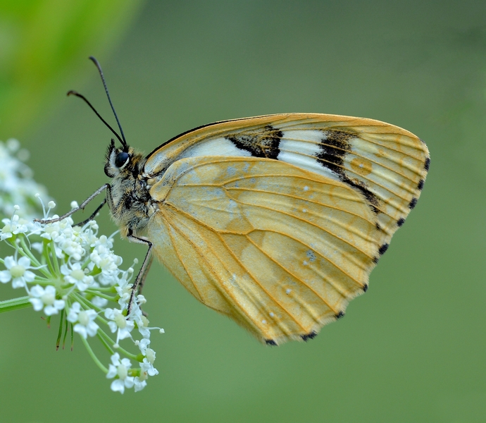 Melanargia galathea f. leucomelas