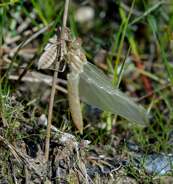 Da Id. se possibile: sfarfallamento di Orthetrum brunneum