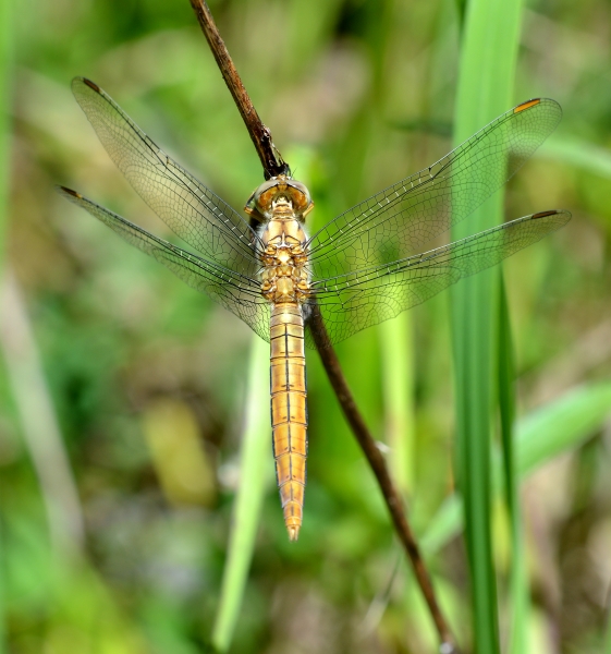 Orthetrum brunneum, maschio