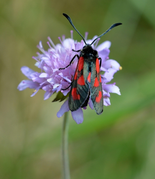 Zygaenidae da Id - Zygaena (Zygaena) loti