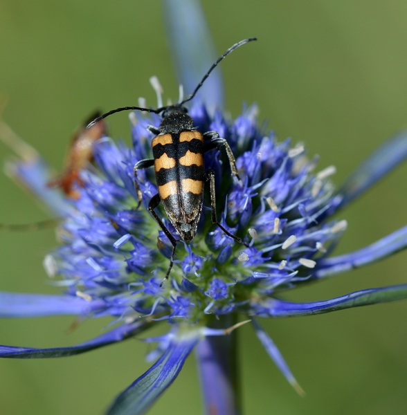 Cerambycidae:  Pachytodes erraticus ?  Sì !