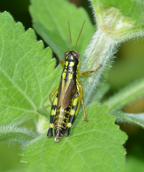 Acrididae:  Kisella irena