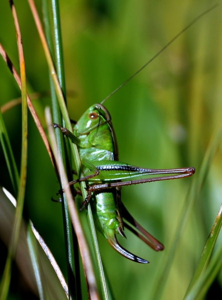 Tettigonidae:  Vichetia knipperi