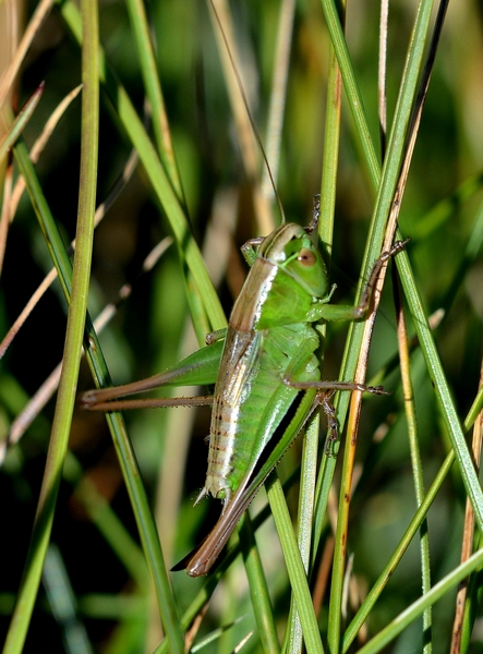 Tettigonidae:  Vichetia knipperi