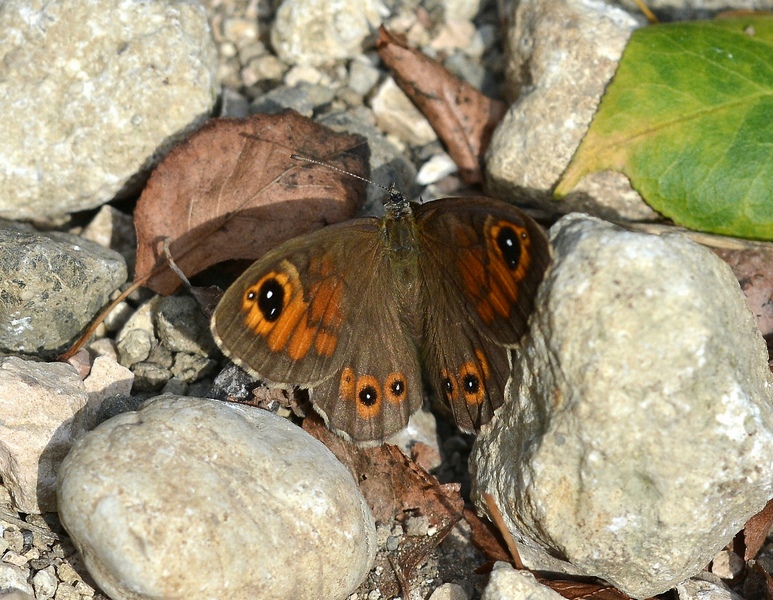 Lasiommata maera, Nymphalidae Satyrinae