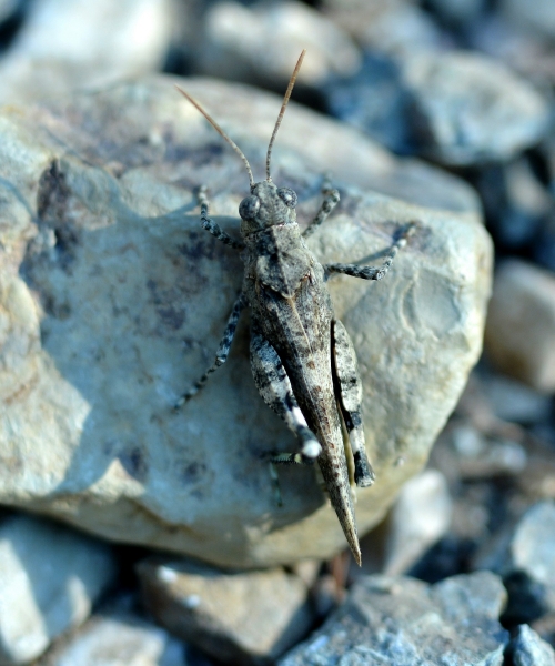 Sphingonotus ? No, Oedipoda germanica