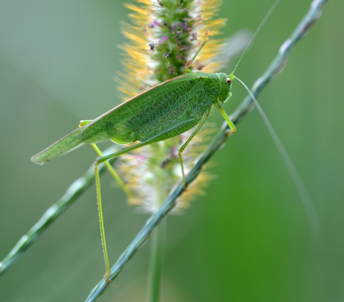 Phaneroptera nana