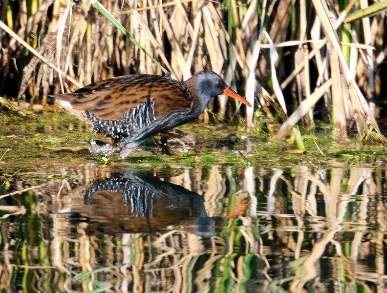 Piccoli amici sul Sile