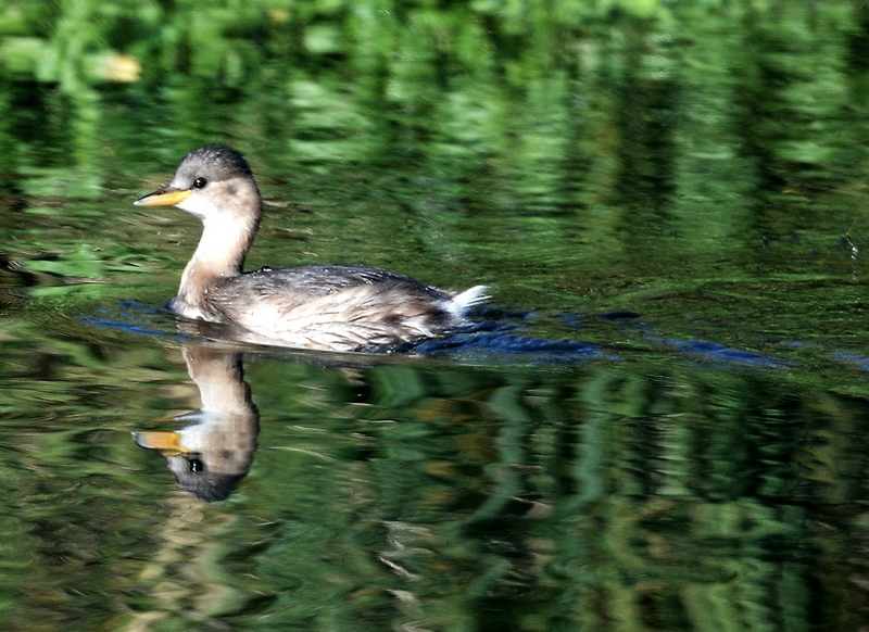 Piccoli amici sul Sile