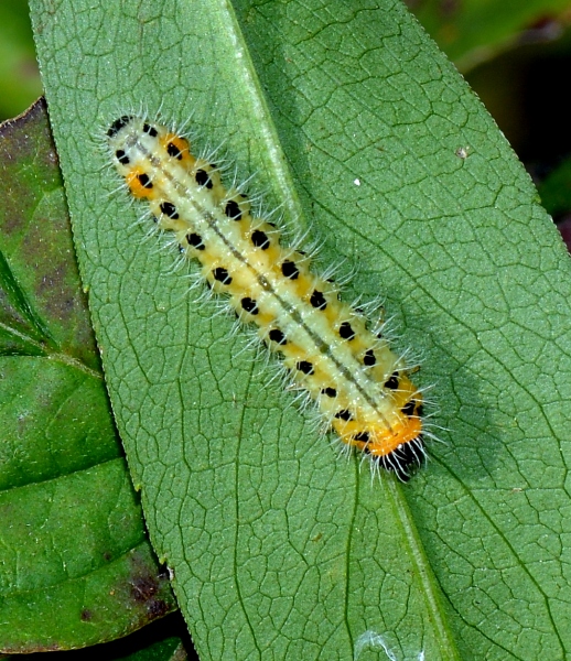 Larva di Cladius sp., Tenthredinidae