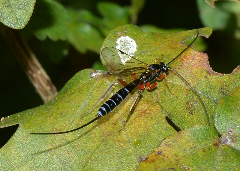 Ichneumonidae:  Rhyssa persuasoria?    No, Perithous albicinctus