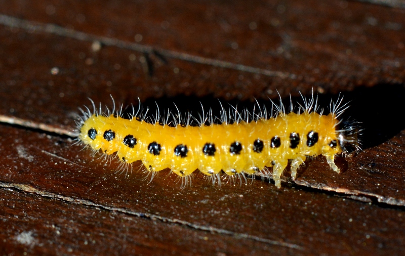 Larva di Cladius sp., Tenthredinidae