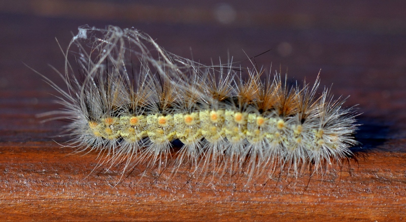 Bruco scapigliato - Hyphantria cunea, Erebidae Arctiinae