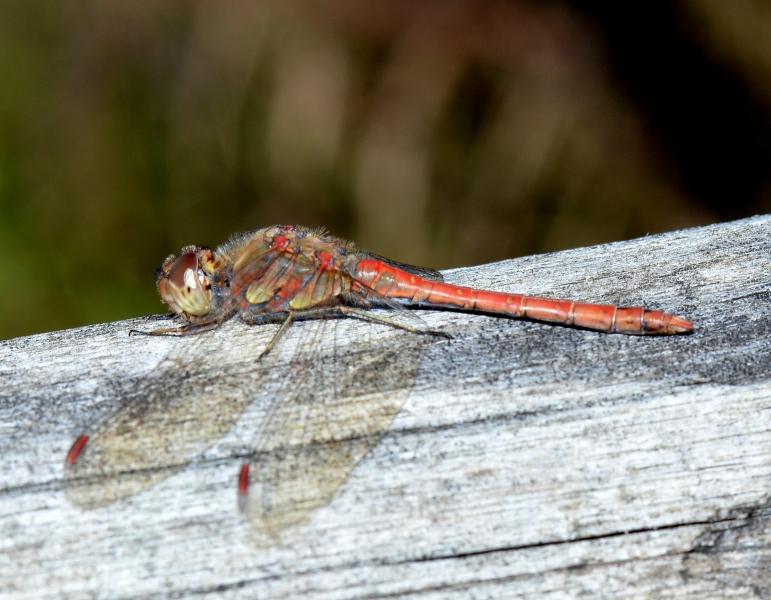Sympetrum striolatum