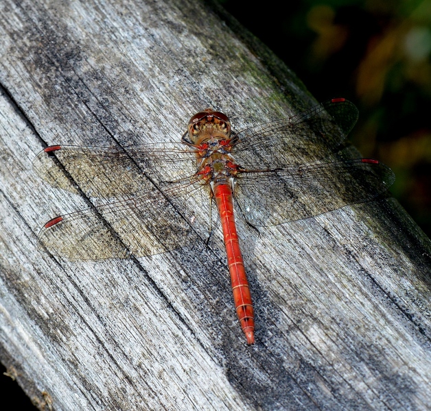 Sympetrum striolatum