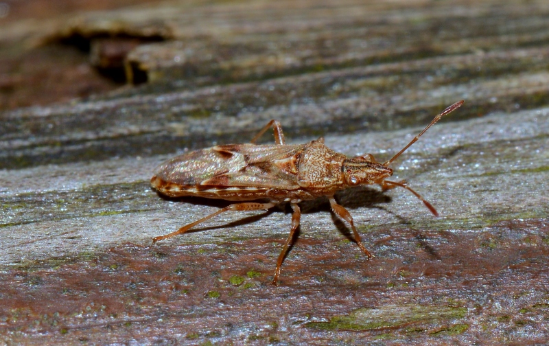Lygaeidae: Belonochilus numenius