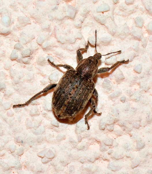 Curculionidae: Brachypera zoilus