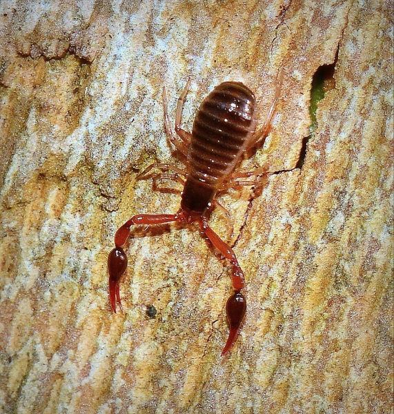 Pseudoscorpiones da Sernaglia della Battaglia (TV): Neobisium sp. (Neobisiidae)