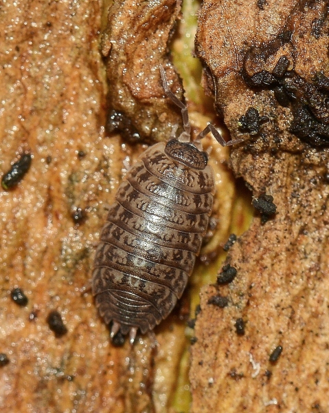 Isopoda Porcellionidae: cfr. Porcellio sp.