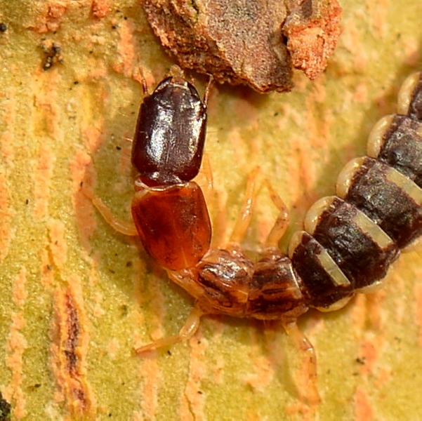 larva di Parainocellia bicolor (Raphidioptera Inocelliidae)
