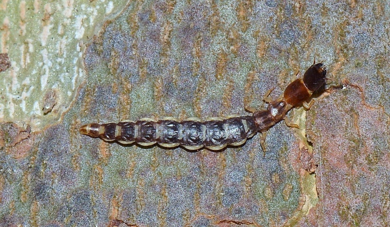 larva di Parainocellia bicolor (Raphidioptera Inocelliidae)