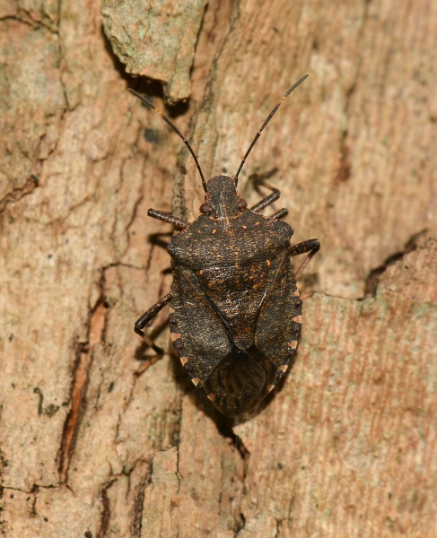 Pentatomidae:   Halyomorpha halys