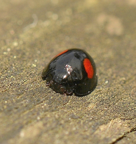 Coccinellidae: Chilocorus renipustulatus