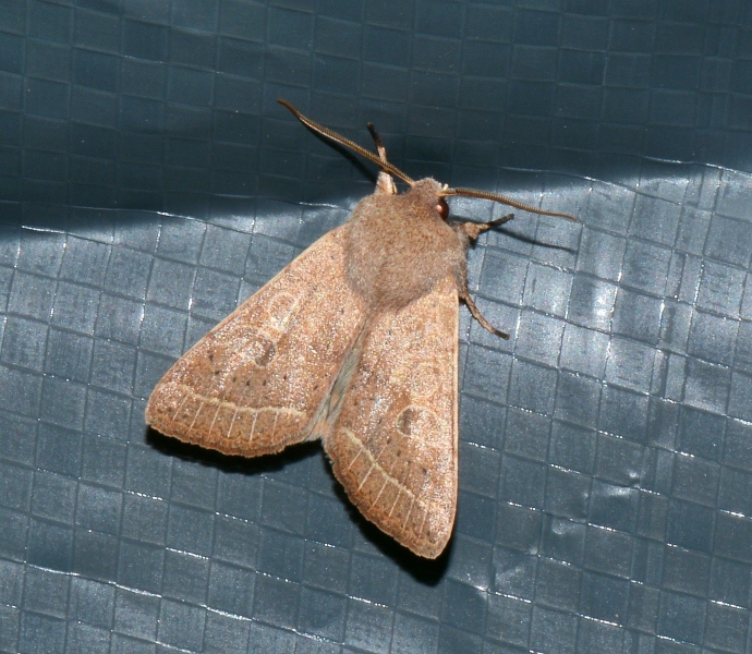 Falena da Id. - Orthosia (Monima) cerasi , Noctuidae