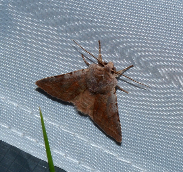Altra da Id. - Cerastis rubricosa, Noctuidae