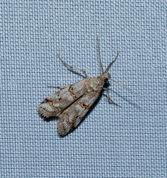 micro da id. Pempelia palumbella - Pyralidae