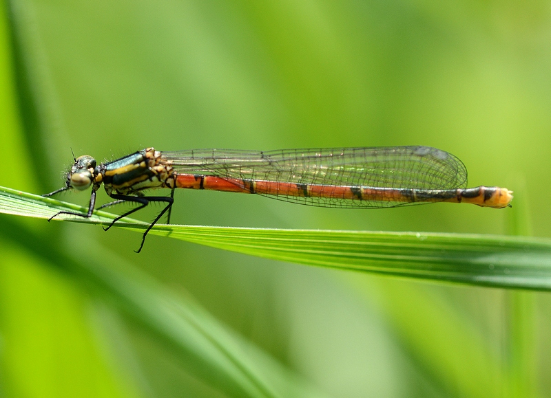 Libellula Francese: Pyrrhosoma nymphula