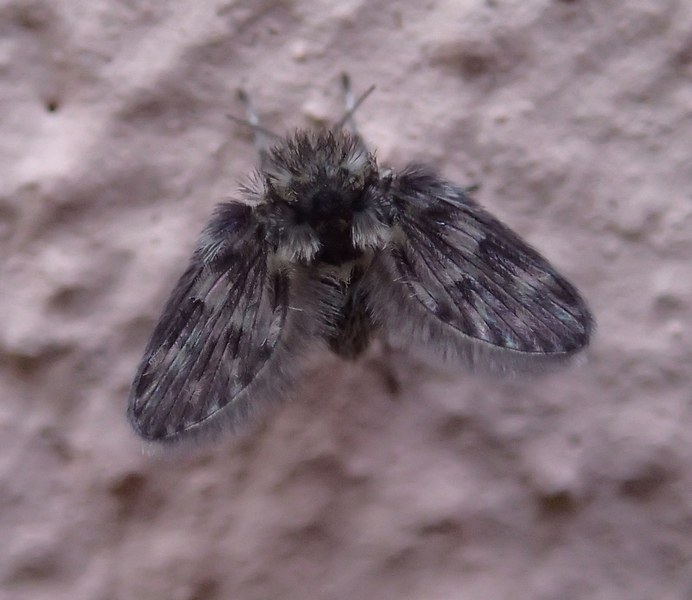 Psychodidae da Id.