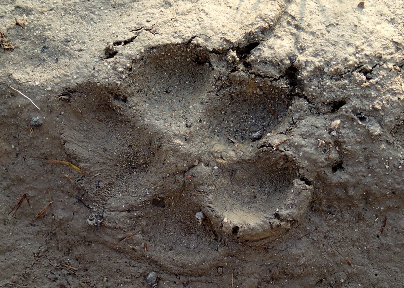 Altra orma