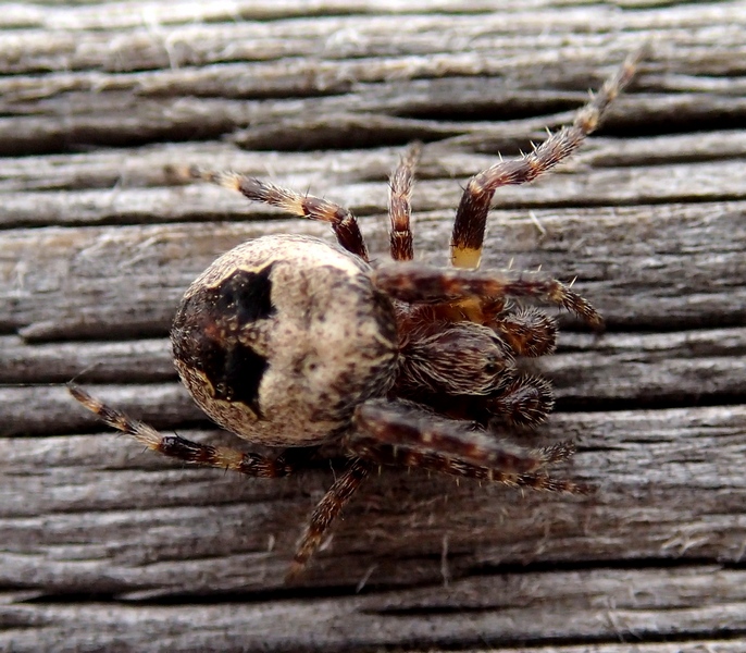 Larinioides patagiatus - Villorba (TV)