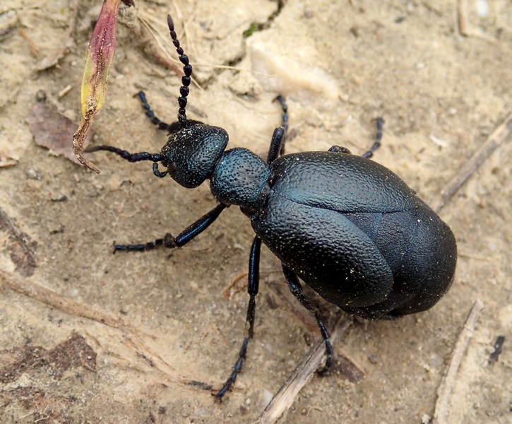 Meloe proscarabaeus