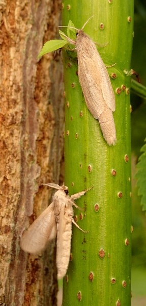 Phragmataecia castaneae