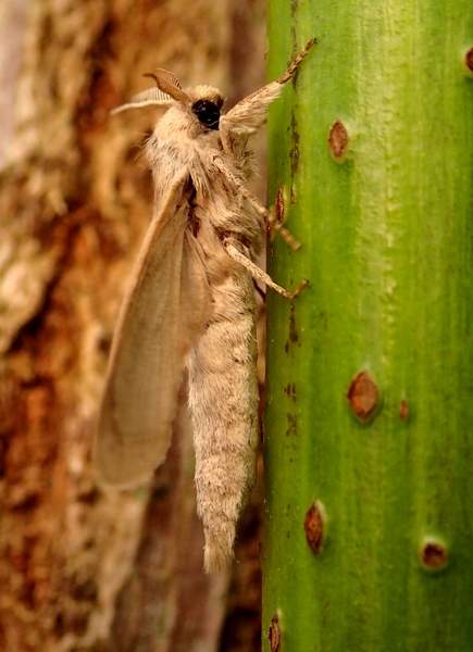 Phragmataecia castaneae