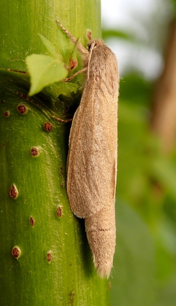 Phragmataecia castaneae