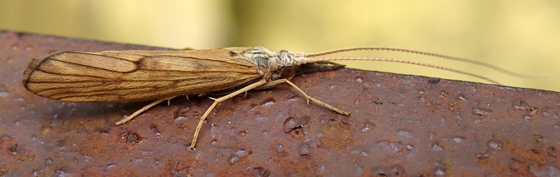 Odontocerum albicorne di Moriago della Battaglia (TV)