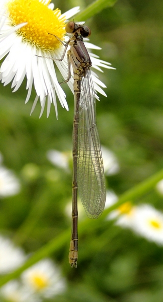 Ischnura elegans? non esattamente... Erythromma viridulum