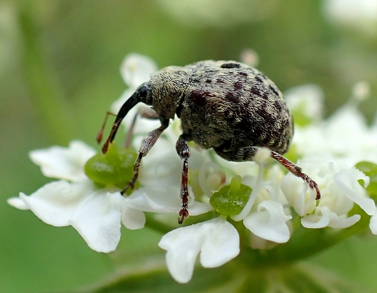 Piccolo Curculionidae:  Cionus cfr. hortulanus