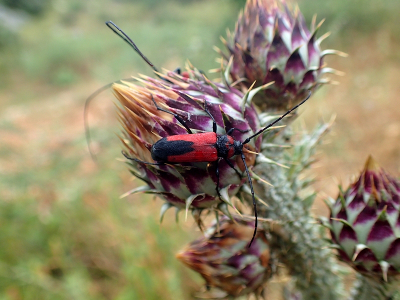 Altra Cerambicidae croata:  Purpuricenus budensis