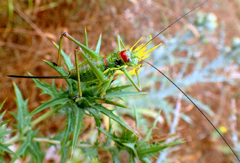 Ephippiger sp.,  femmina (Bradyporidae)