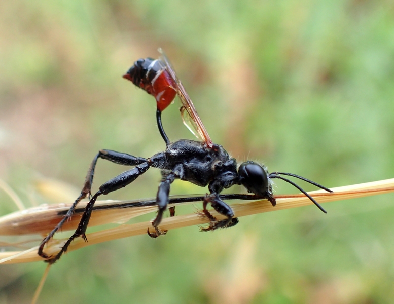 Sphecidae: Prionyx kirbii