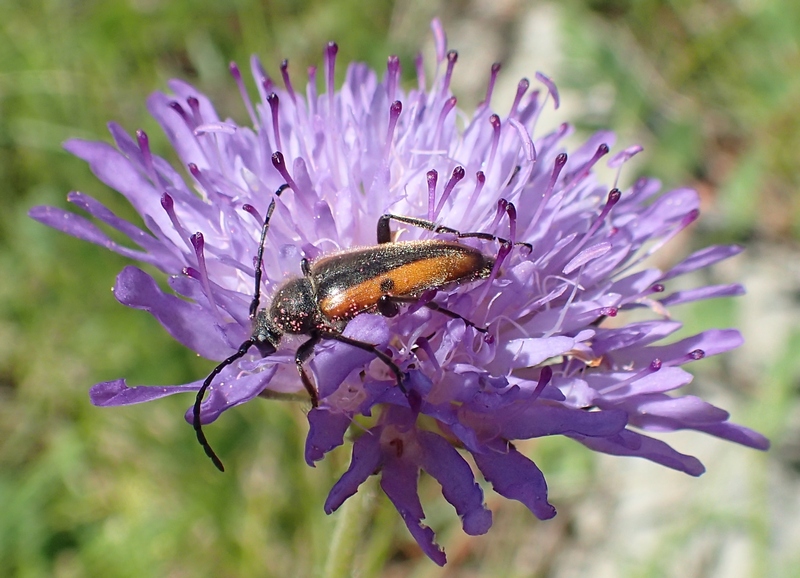Cerambycidae: Vadonia imitatrix