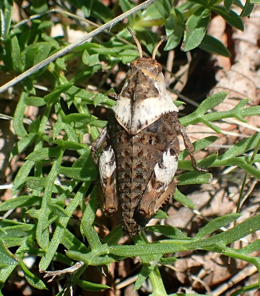 Pamphagidae:  Prionotropis hystrix