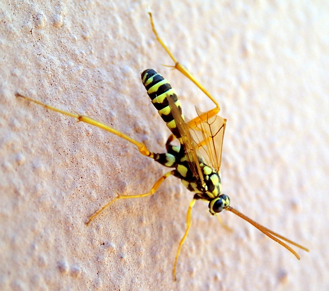 Latibulus cf. argiolus (Ichneumonidae Cryptinae).