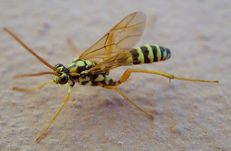 Ichneumonidae: Latibulus cfr. argiolus