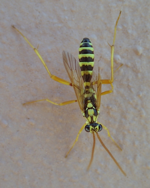 Latibulus cf. argiolus (Ichneumonidae Cryptinae).