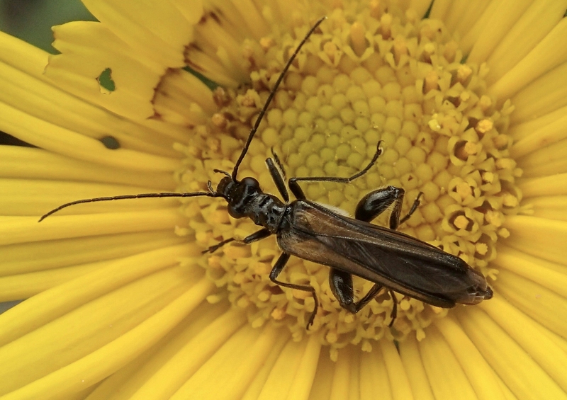 Oedemeridae - Oedemera pthysica